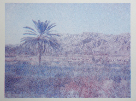 palm trees of iraq